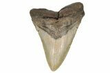 Huge, Fossil Megalodon Tooth - North Carolina #192861-2